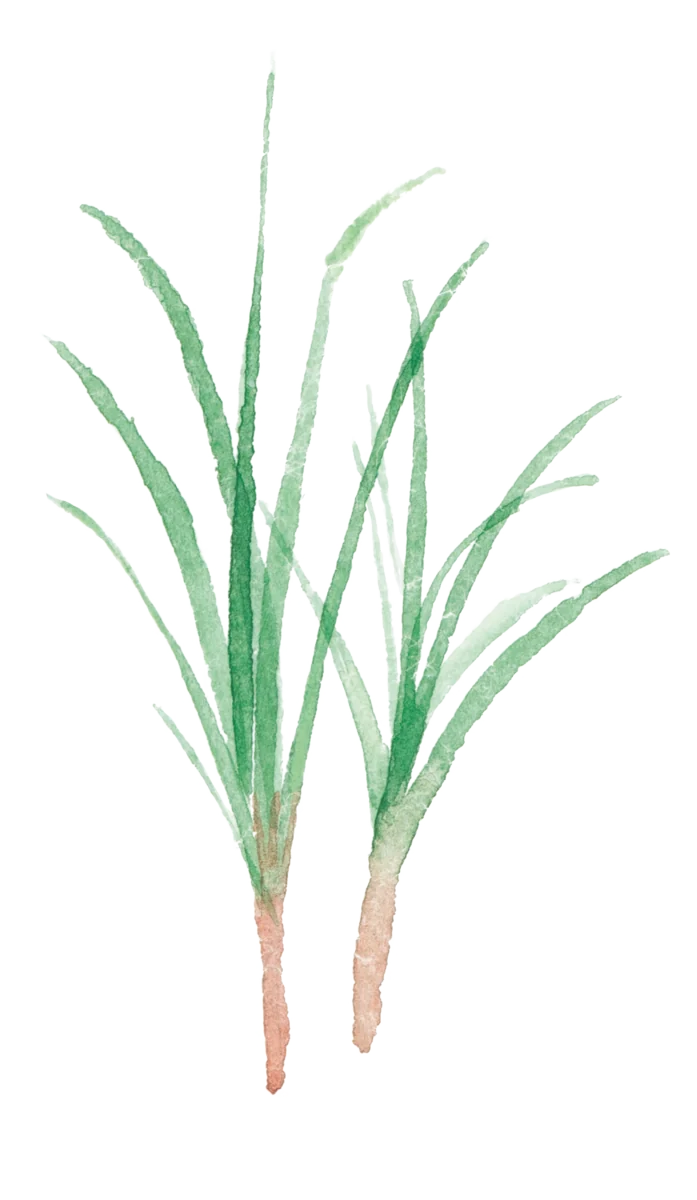 檸檬草水彩畫